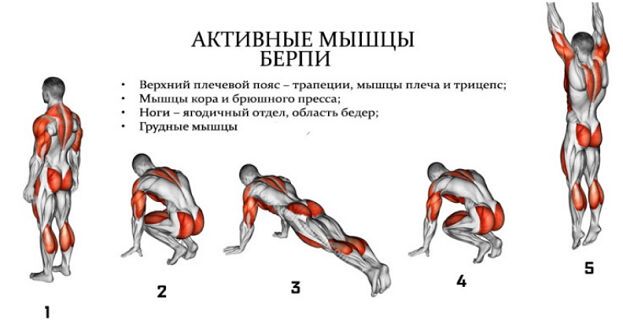 Берпи: польза, виды и техника выполнения